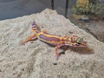 Luipaard gekko #4 beschikbaar voor biedingen