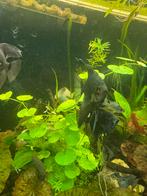 Maanvissen, Dieren en Toebehoren, Vis