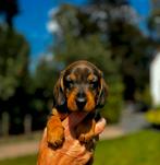 Prachtige ruwharige teckel pups(standaard maat) met garantie, Dieren en Toebehoren, Honden | Teckels en Dashonden, CDV (hondenziekte)