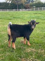 Geiten bok tekoop, Dieren en Toebehoren, Schapen, Geiten en Varkens, Mannelijk, Geit
