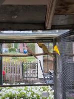 Pennant parkieten, Dieren en Toebehoren, Meerdere dieren, Parkiet, Geringd