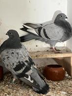 Brier en zus veleno x canario, Meerdere dieren, Kropper