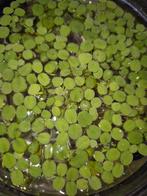 Salvinia Minima drijfplanten aquarium, Ophalen, Nieuw, Plant(en), Steen of Hout
