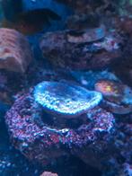 Zombie eye chalice (koraal), Dieren en Toebehoren, Overige typen