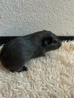 Zilver agouti cavia beertjes baby’s, Oktober, Meerdere dieren, Cavia