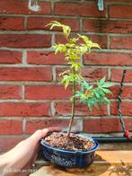 Japanese Acer Bonsai Japanse Esdoorn, Tuin en Terras, Planten | Bomen, Ophalen, Bloeit niet, Halfschaduw, Overige soorten