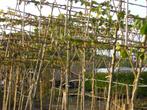 Leilinde,tilia platyphyllos is een groot bladerig zomerlinde, Tuin en Terras, Planten | Bomen, Ophalen, In pot, Leiboom
