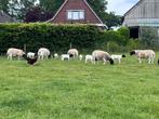 Gezocht: jong Dorper rammetje van dit jaar, Dieren en Toebehoren, Schapen, Geiten en Varkens, Mannelijk, Schaap, 0 tot 2 jaar