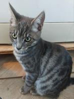 Lieve Bengaalse/ Britse korthaar kater van 6 maanden., Dieren en Toebehoren, Katten en Kittens | Raskatten | Korthaar, Kater