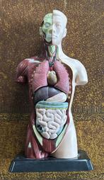 Anatomie model, Diversen, Schoolbenodigdheden, Ophalen of Verzenden, Zo goed als nieuw