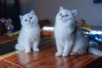Britse korthaar kittens (silver shaded), Dieren en Toebehoren, Katten en Kittens | Raskatten | Korthaar, Meerdere dieren, Gechipt