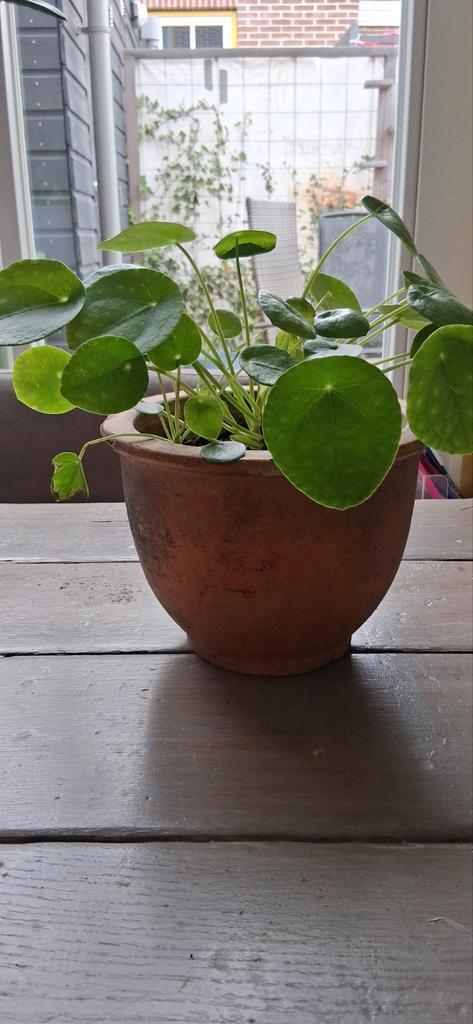 Pannenkoekplant met stekjes, Huis en Inrichting, Kamerplanten, Overige soorten, Minder dan 100 cm, Groene kamerplant, Halfschaduw