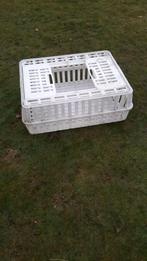 kippen pluimvee krat, Vrouwelijk, Kip