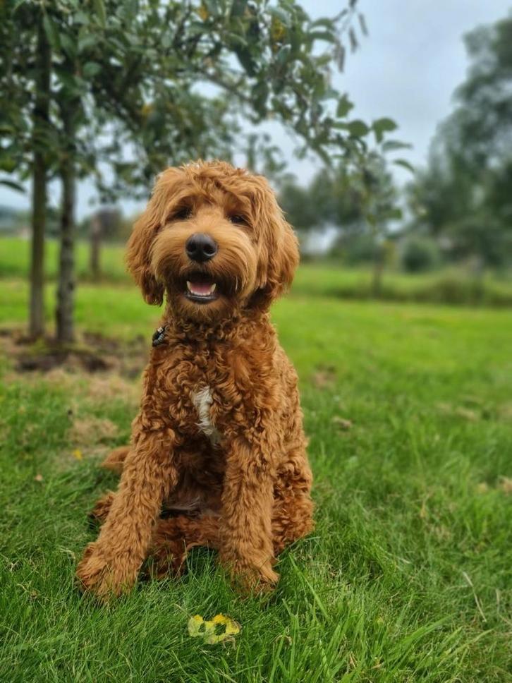 Australian Labradoodle dekreu, 44 cm, Dieren en Toebehoren, Honden | Dekreuen, Reu, Particulier, Eén hond, Nederland, 3 tot 5 jaar