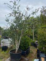 Berkenboom Meerstam sale nu €149,00, 250 tot 400 cm, Zomer, Volle zon, In pot