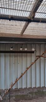 Boedapester hoogvliegers, Meerdere dieren