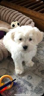 Maltipoo puppy (reutje), Dieren en Toebehoren, Ophalen, Zo goed als nieuw