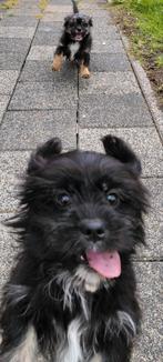 🐕Nog 2 Mooie Pomeriaan x Boomer pups! Teefjes!!!, Rabiës (hondsdolheid), 8 tot 15 weken, Meerdere, Meerdere dieren
