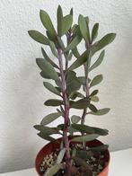 Senecio Crassissimus Purple Vertical Leaf Rare Succulent, Huis en Inrichting, Ophalen, Vetplant, Volle zon, Minder dan 100 cm