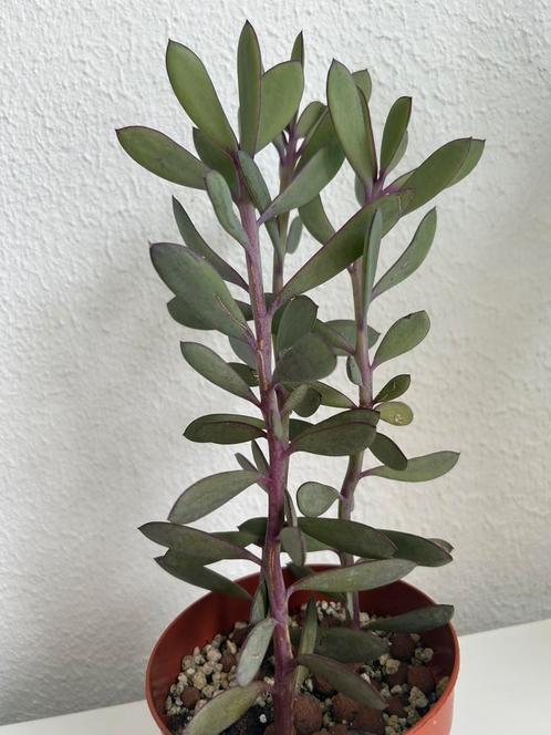 Senecio Crassissimus Purple Vertical Leaf Rare Succulent, Huis en Inrichting, Kamerplanten, Vetplant, Minder dan 100 cm, Volle zon