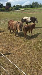 Te koop diverse mini Shetlanders, Dieren en Toebehoren, Pony's, Merrie, A pony (tot 1.17m), Gechipt, 0 tot 2 jaar