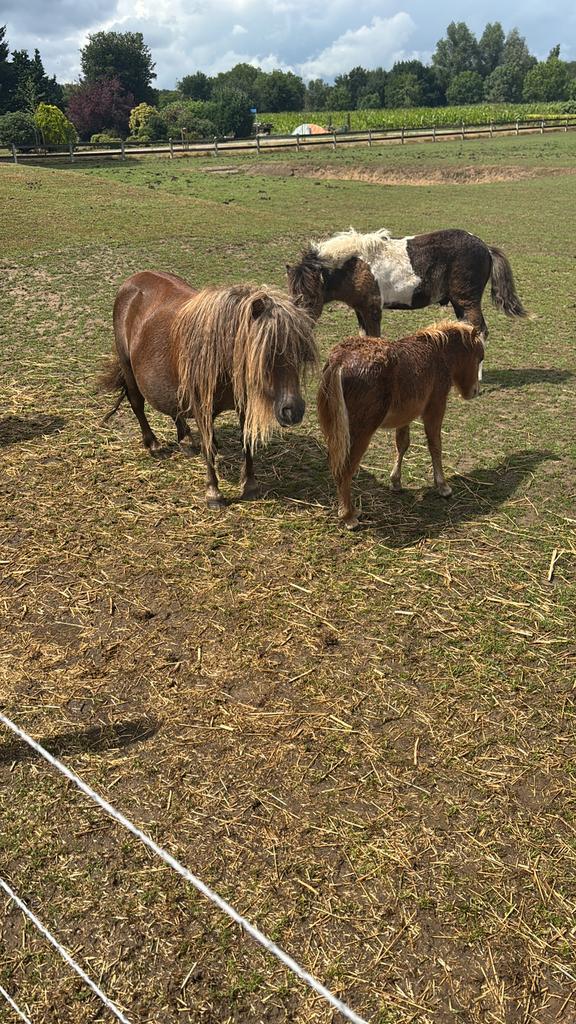 Te koop diverse mini Shetlanders, Dieren en Toebehoren, Pony's, Merrie, A pony (tot 1.17m), 0 tot 2 jaar, Met stamboom, Gechipt