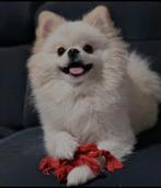Pomeriaan/ Keeshond, Dieren en Toebehoren, Honden | Poolhonden, Keeshonden en Oertypen, Particulier, Reu, Buitenland, Eén hond