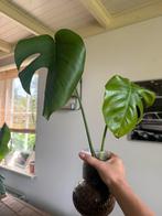 Monstera plant stekken, Ophalen of Verzenden, Overige soorten, Minder dan 100 cm