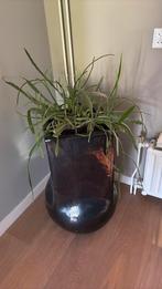 Grote bloempot  ( 80 cm hoog ) met plant  binnen of buiten, Ophalen, 40 cm of meer, Rond, Binnen