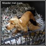 Cockapoo pups, Nederland, Overige rassen, 8 tot 15 weken, CDV (hondenziekte)