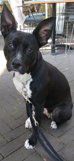 Lieve kruising Amerikaanse stafford/labrador 9 jaar oud, 6 jaar of ouder, Overige rassen, Teef, Parvo