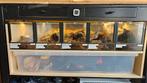 Complete tarantula collectie – 5 volwassen vrouwtjes + terra, Dieren en Toebehoren, Insecten en Spinnen, Spin of Schorpioen