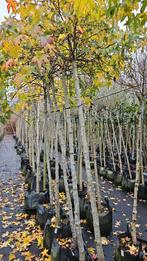 Liquidambar styraciflua 'gum ball' te koop!, Bloeit niet, Halfschaduw, 100 tot 250 cm, Ophalen