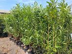Prunus laurocerasus caucasica 160cm hoog! Laurier struiken, Ophalen of Verzenden, Laurier, Struik, 100 tot 250 cm