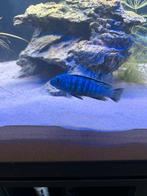 2 malawi ciclhiden vissen, Dieren en Toebehoren, Vis