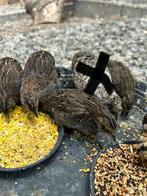 Chinese dwergkwartels, Dieren en Toebehoren, Vogels | Overige Vogels, Geslacht onbekend, Tropenvogel