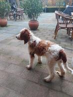 Bonte Irish Doodles! ( labradoodle maar net iets anders), Dieren en Toebehoren, Honden | Setters en Staande honden, Overige rassen