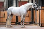 Knappe C pony ruin M2 dressuur, Ruin, Dressuurpony