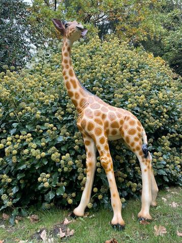 Giraf beeld giraffe dierentuin tuin zwanger babykamer beschikbaar voor biedingen