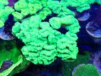 Calustrea koraal stekken, Dieren en Toebehoren, Vissen | Aquariumvissen, Overige typen, Zoutwatervis
