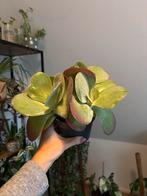 Planten (stekjes) te koop, Ophalen, Halfschaduw, Minder dan 100 cm