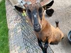 Diverse dwerggeitjes, Dieren en Toebehoren, Meerdere dieren, Geit, 0 tot 2 jaar