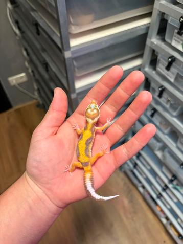 0.1 tremper firebold cross luipaardgekko beschikbaar voor biedingen