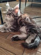 Schitterende Maine coon kittens  beschikbaar, Dieren en Toebehoren, Katten en Kittens | Raskatten | Langhaar, Meerdere dieren