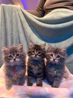 Mooie kittens - ragdoll/bluepoint x Siberische kat, Dieren en Toebehoren, Katten en Kittens | Raskatten | Langhaar, Meerdere dieren