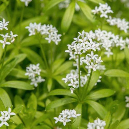 Lievevrouwebedstro (Galium odoratum), stekje, Tuin en Terras, Planten | Tuinplanten, Vaste plant, Bodembedekkers, Halfschaduw