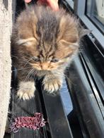 Britse Langhaar & Korthaar Kittens, Meerdere dieren, Ontwormd, 0 tot 2 jaar