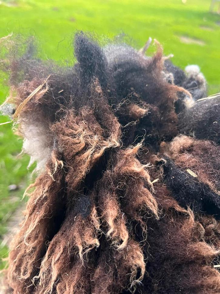 Ruwe Wol - Natuurlijke Kleuren, Hobby en Vrije tijd, Stoffen en Lappen, Gebruikt, Wol, 30 tot 120 cm, 30 tot 200 cm, Bruin, Ophalen