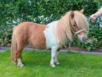 mooie shetland merrie te koop, Dieren en Toebehoren, Pony's, Merrie, Niet van toepassing, A pony (tot 1.17m), 3 tot 6 jaar