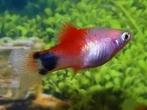 white red top platy €3,95, Dieren en Toebehoren, Vis, Zoetwatervis